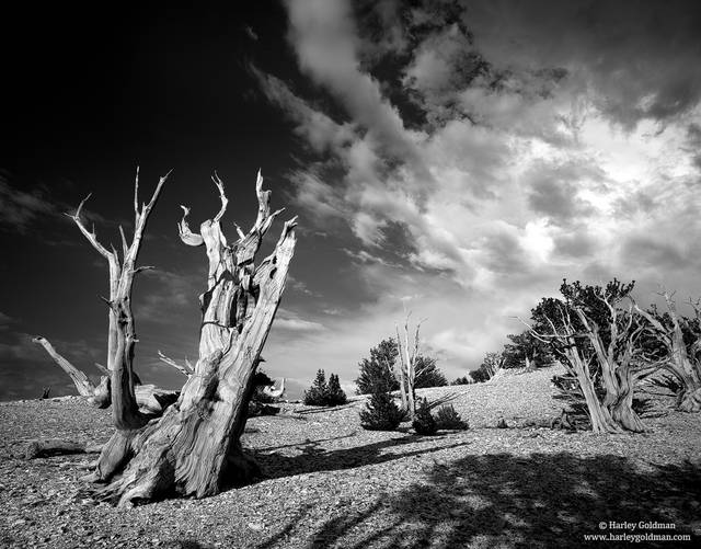 Storm Over the Bristlecones | Ancient Bristlecone Pine Forest - White ...